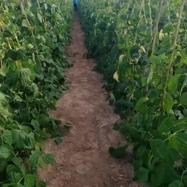 开府无丝豆