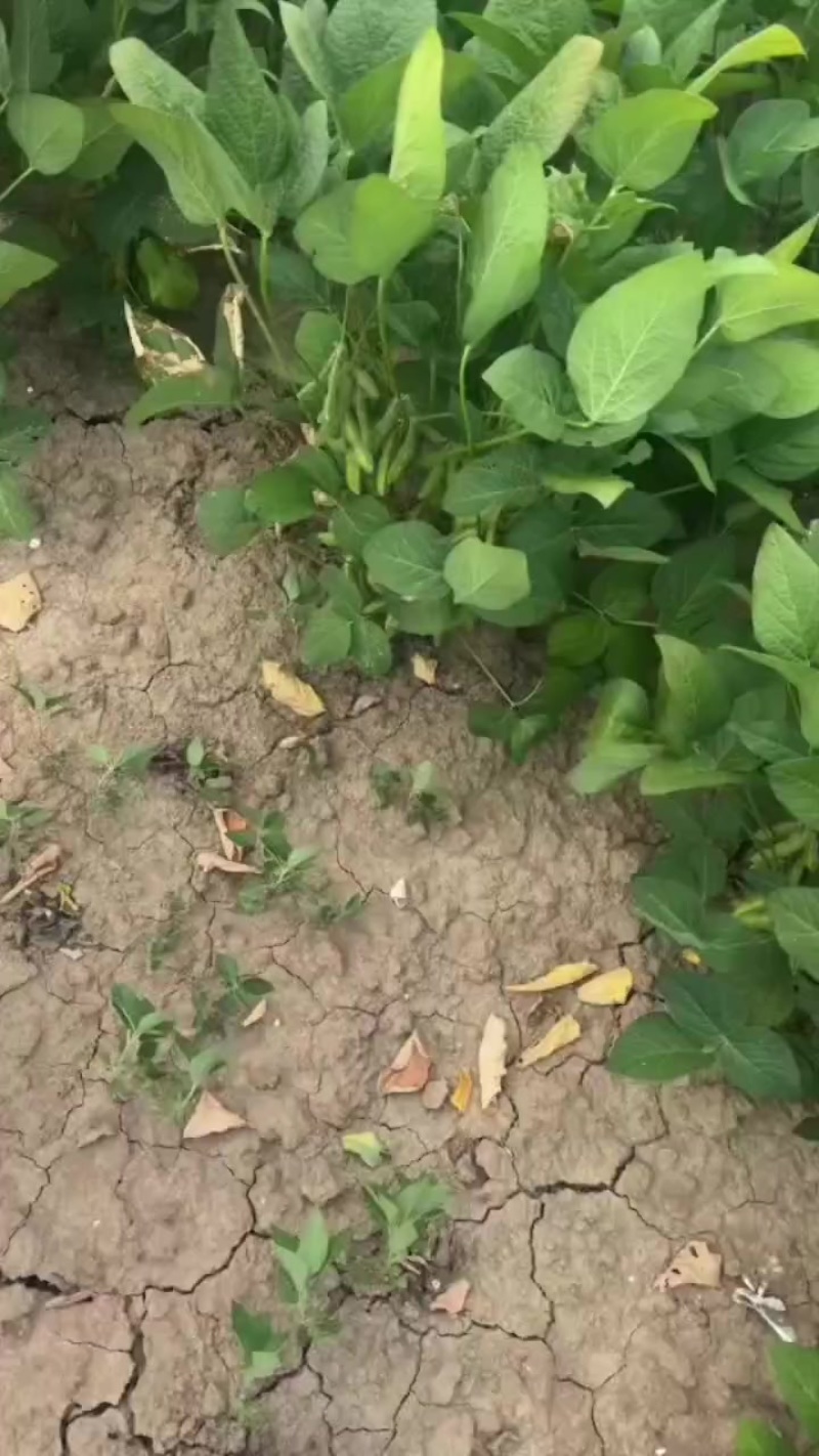 毛豆