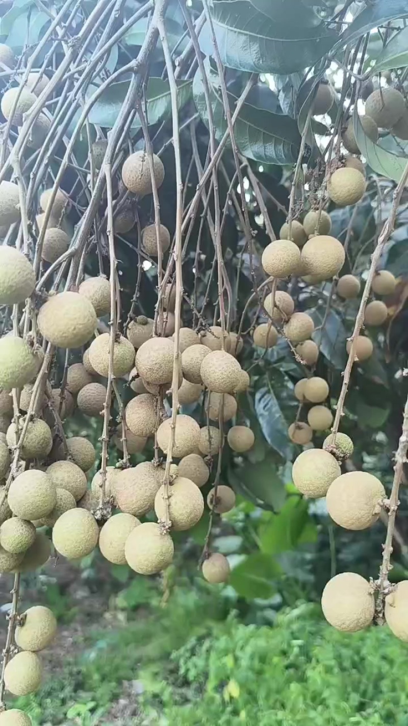 龙眼
