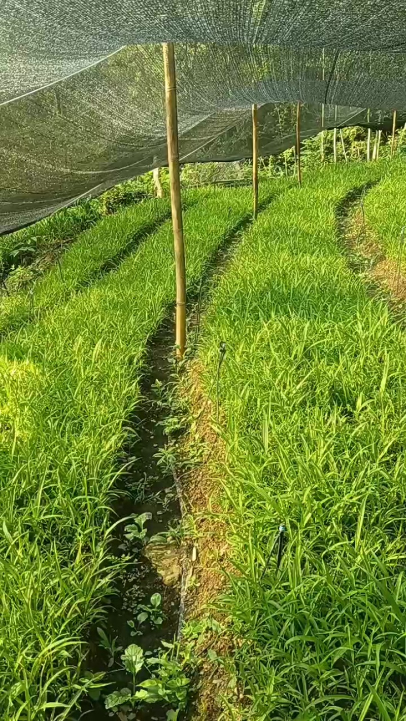 紫花中宽叶训划苗
