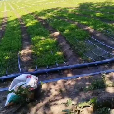 皇后西芹苗子