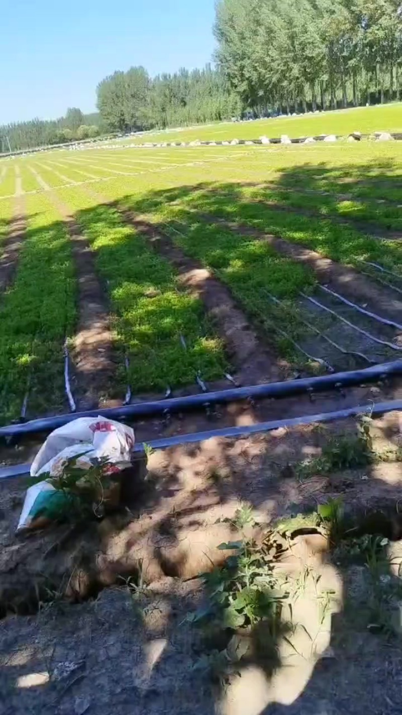 皇后西芹苗子