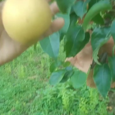 黄花梨，，脆甜多汁，细沙化渣
