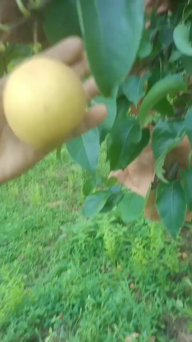 黄花梨，，脆甜多汁，细沙化渣