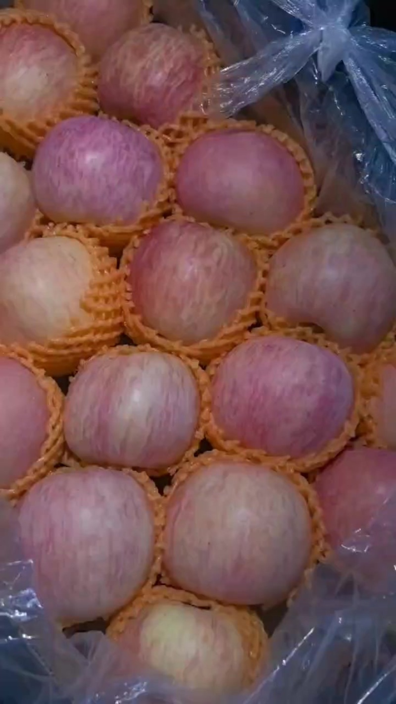 山东红富士