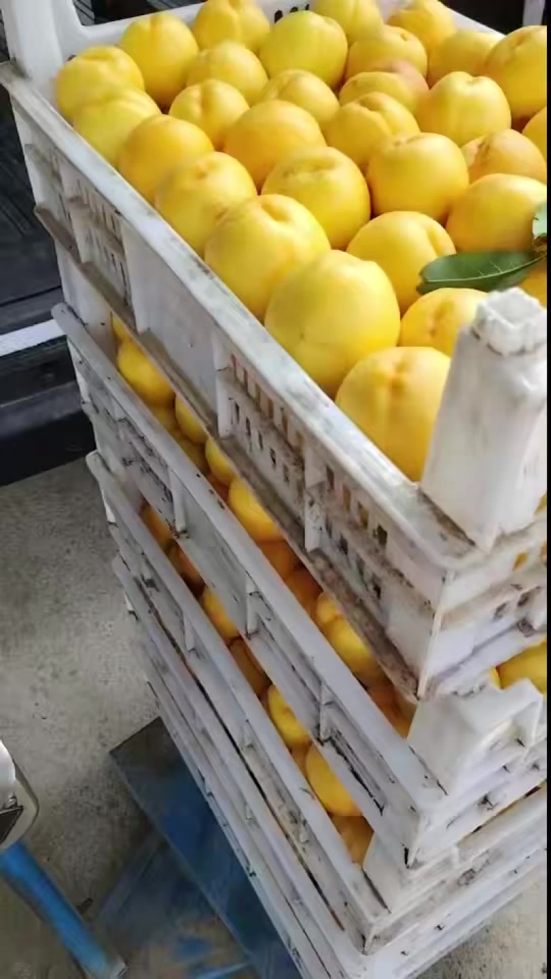 我们这边是桃生产地，都是自己家种的，品质口感都特别好