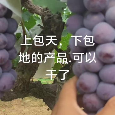 陕西宝鸡葡萄