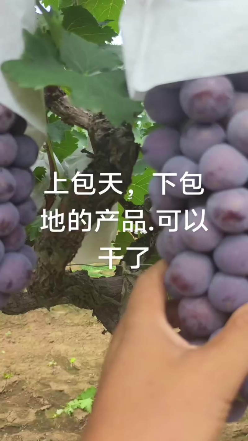 陕西宝鸡葡萄