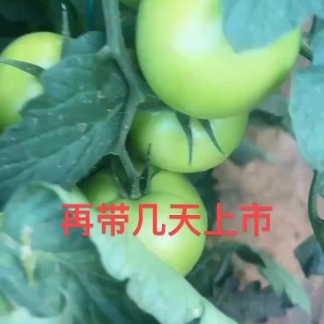 河北承德丰宁硬粉西红柿。