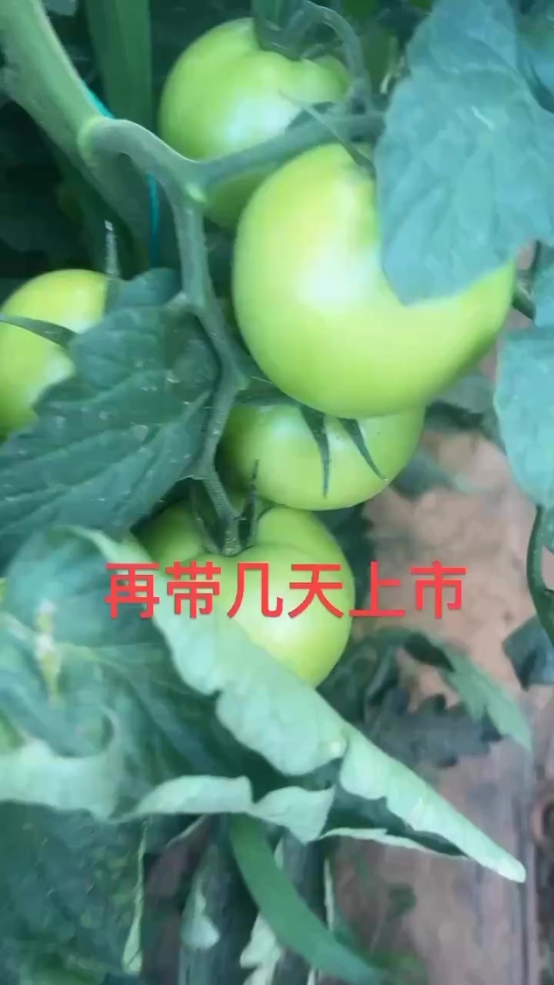 河北承德丰宁硬粉西红柿。