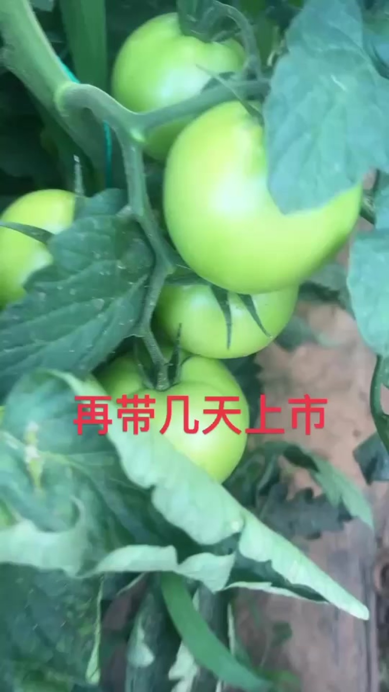 河北承德丰宁硬粉西红柿。
