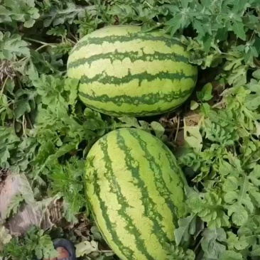 甘肃庆阳西瓜