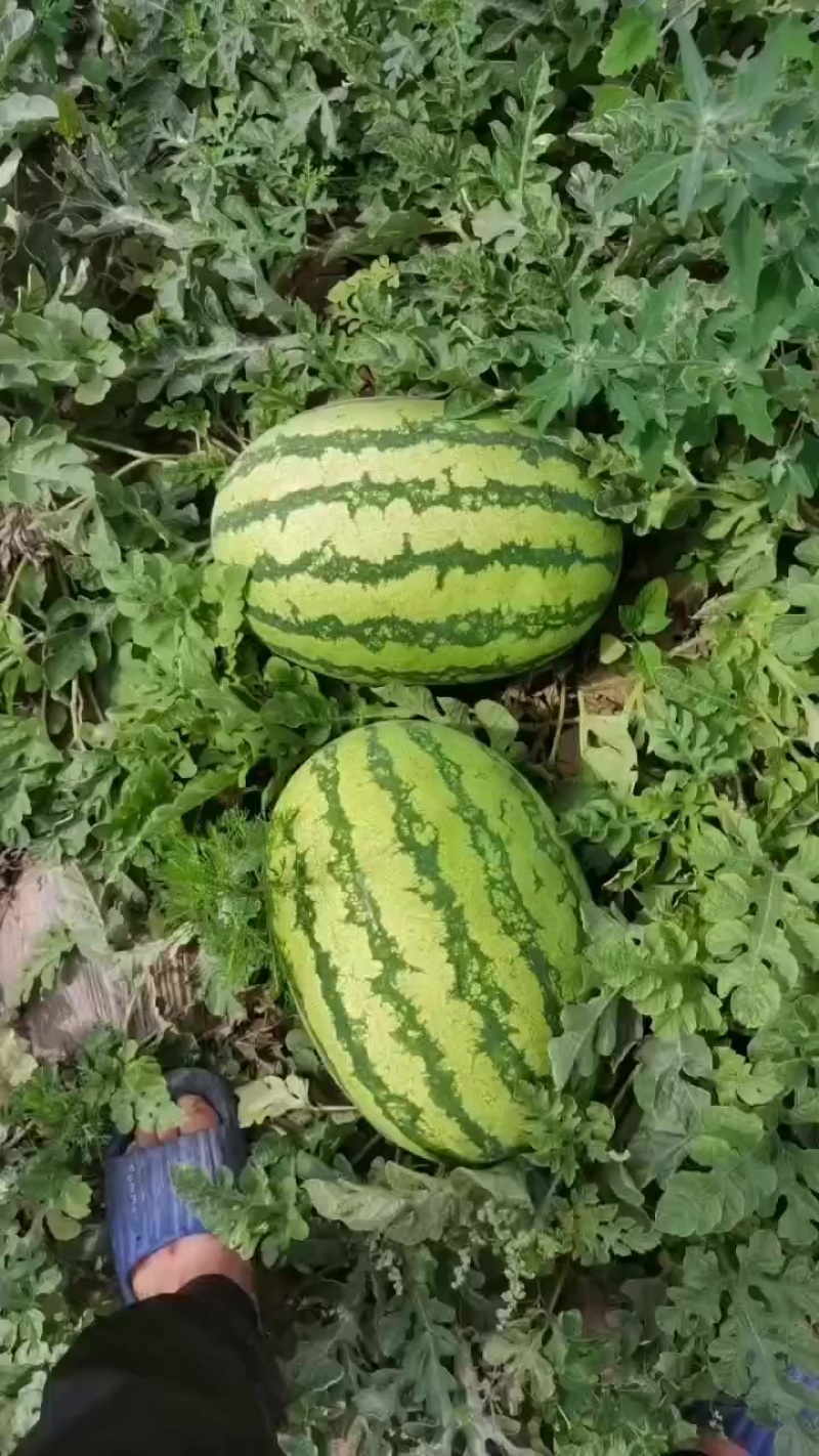 甘肃庆阳西瓜