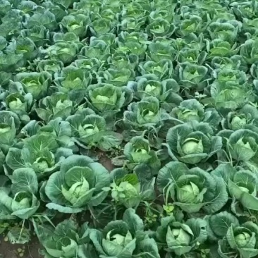 甘蓝