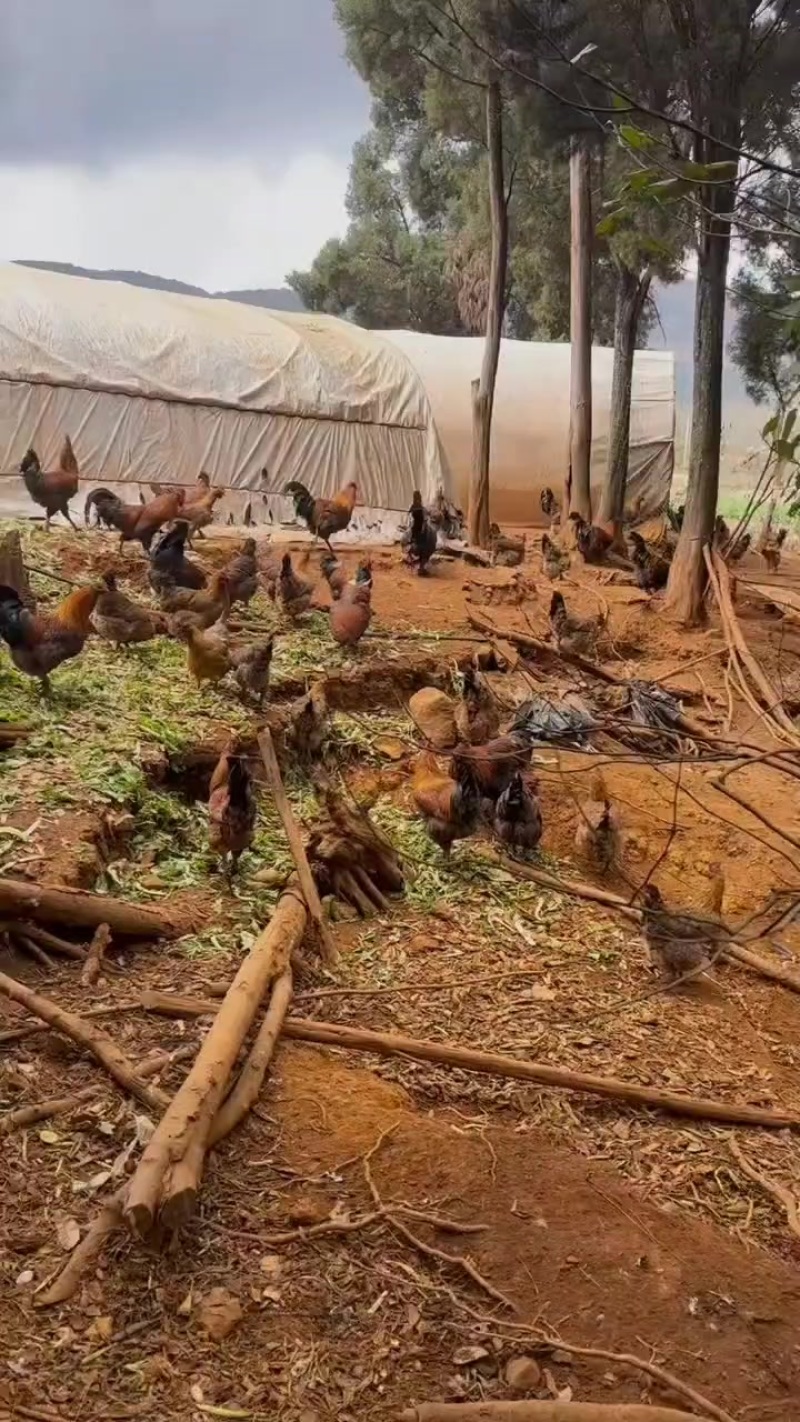 昆明瑶鸡公母