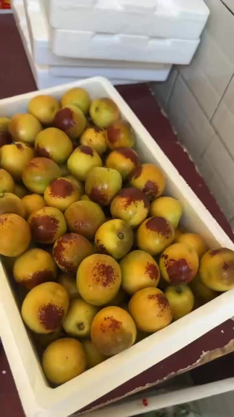 陕西大荔冬枣