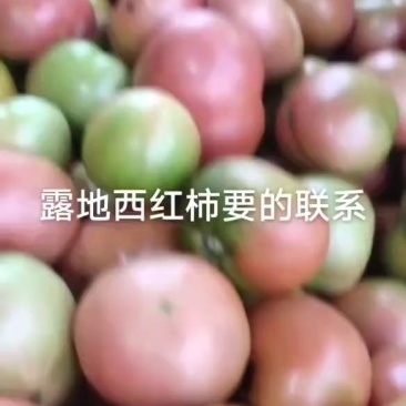 大地西红柿