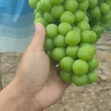 阳光玫瑰葡萄
