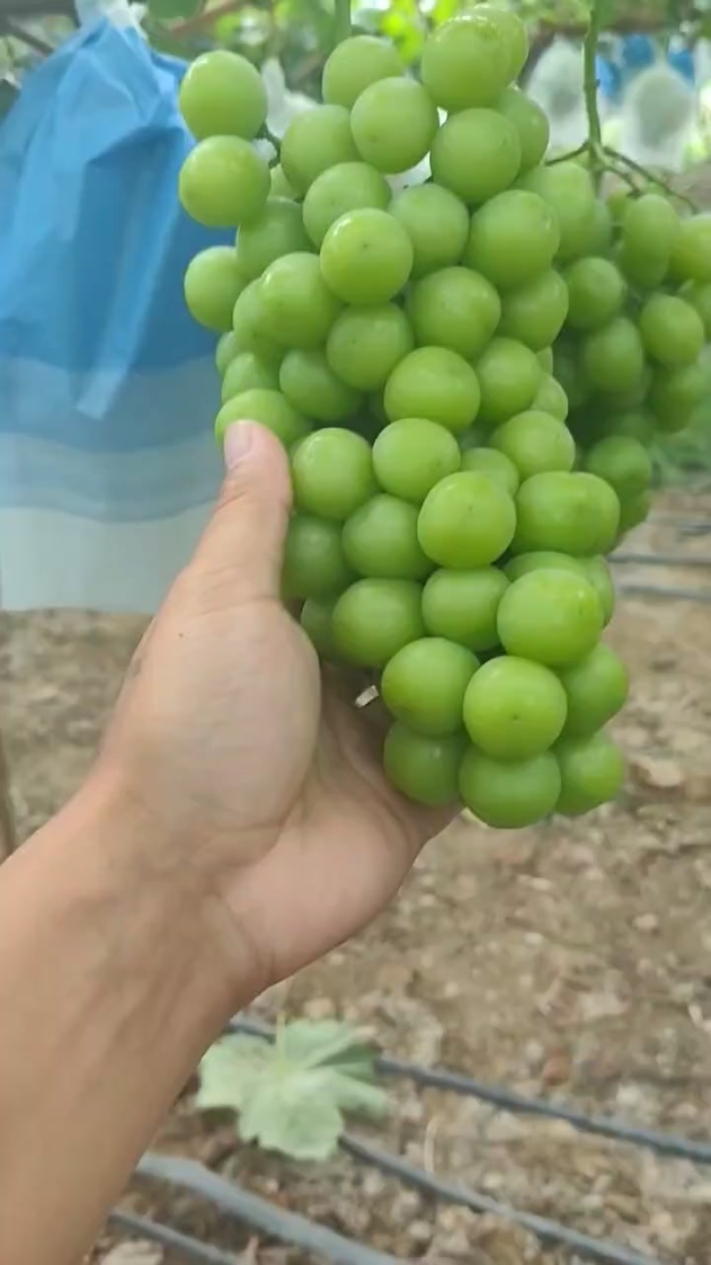 阳光玫瑰葡萄
