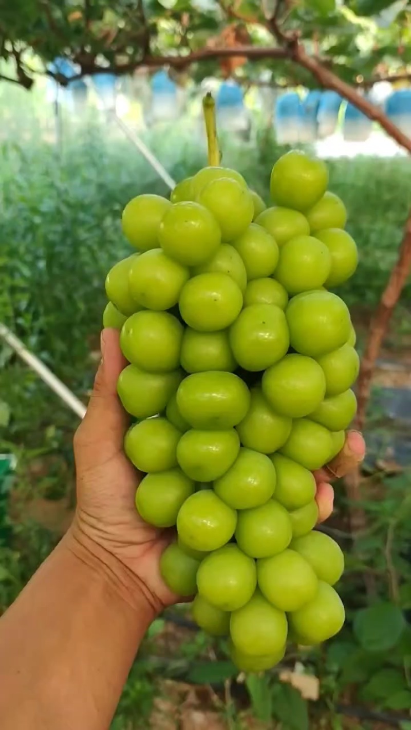 阳光玫瑰葡萄