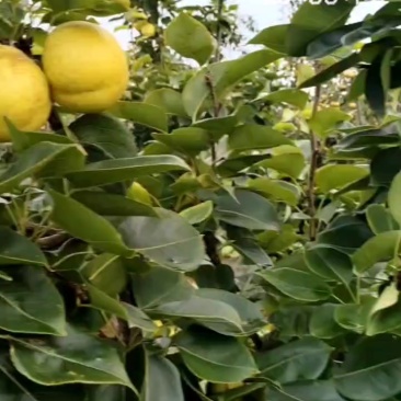 952梨🍐，黄金梨