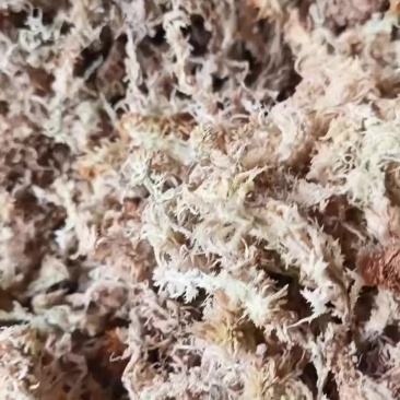 精品水苔欢迎购选20一公斤