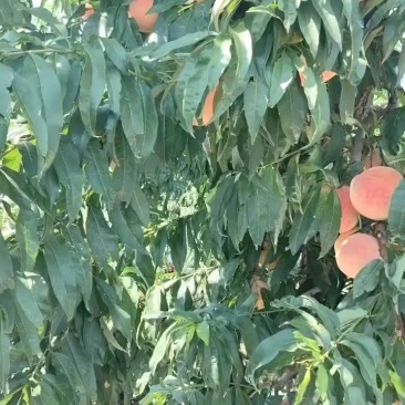 红桃，硬桃，口味脆甜，耐存储