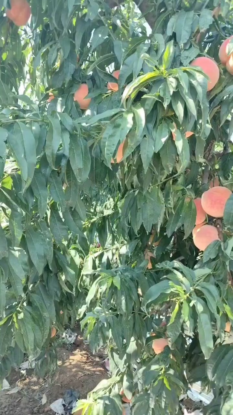 红桃，硬桃，口味脆甜，耐存储