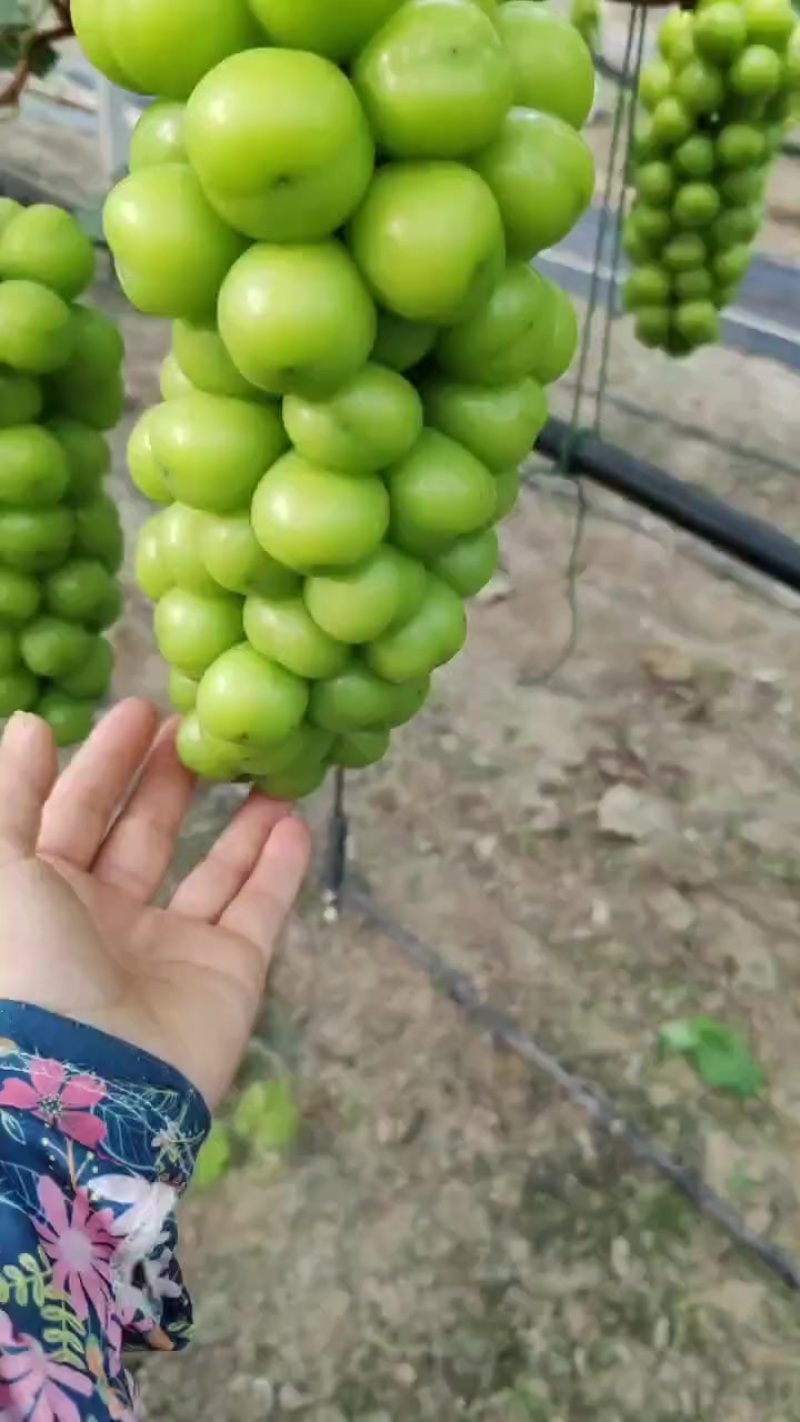 精品晴王