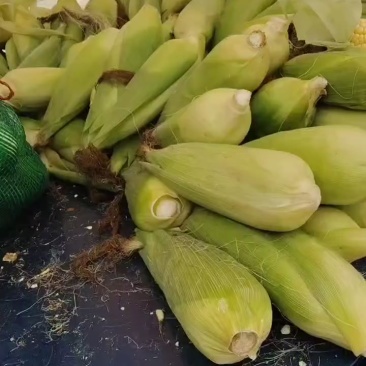 糯玉米