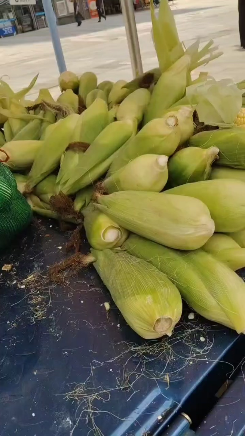 糯玉米