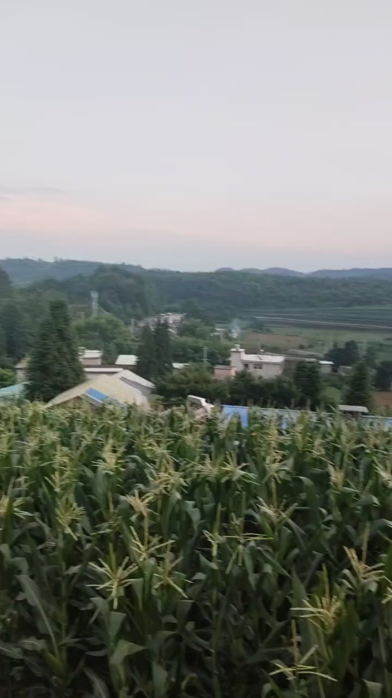 糯玉米