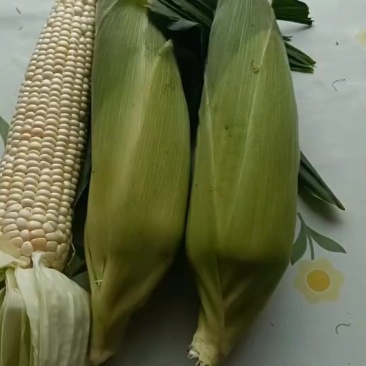 黏玉米