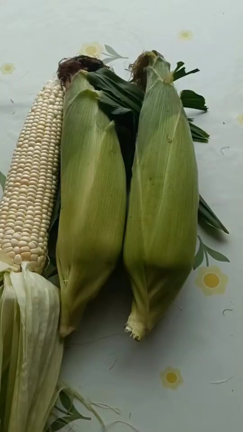 黏玉米