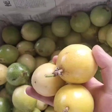 精品百香果