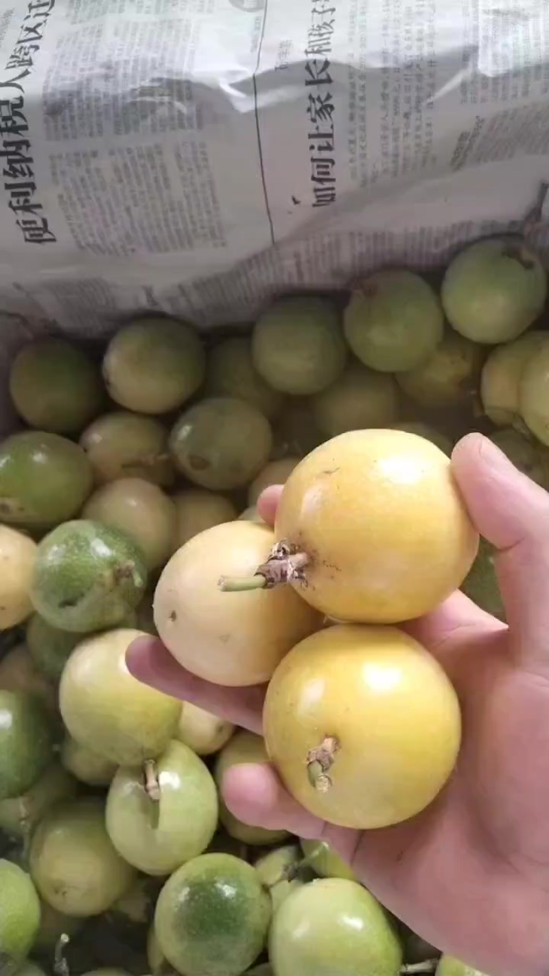 精品百香果