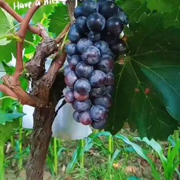 葡萄
