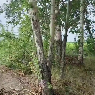 杨树