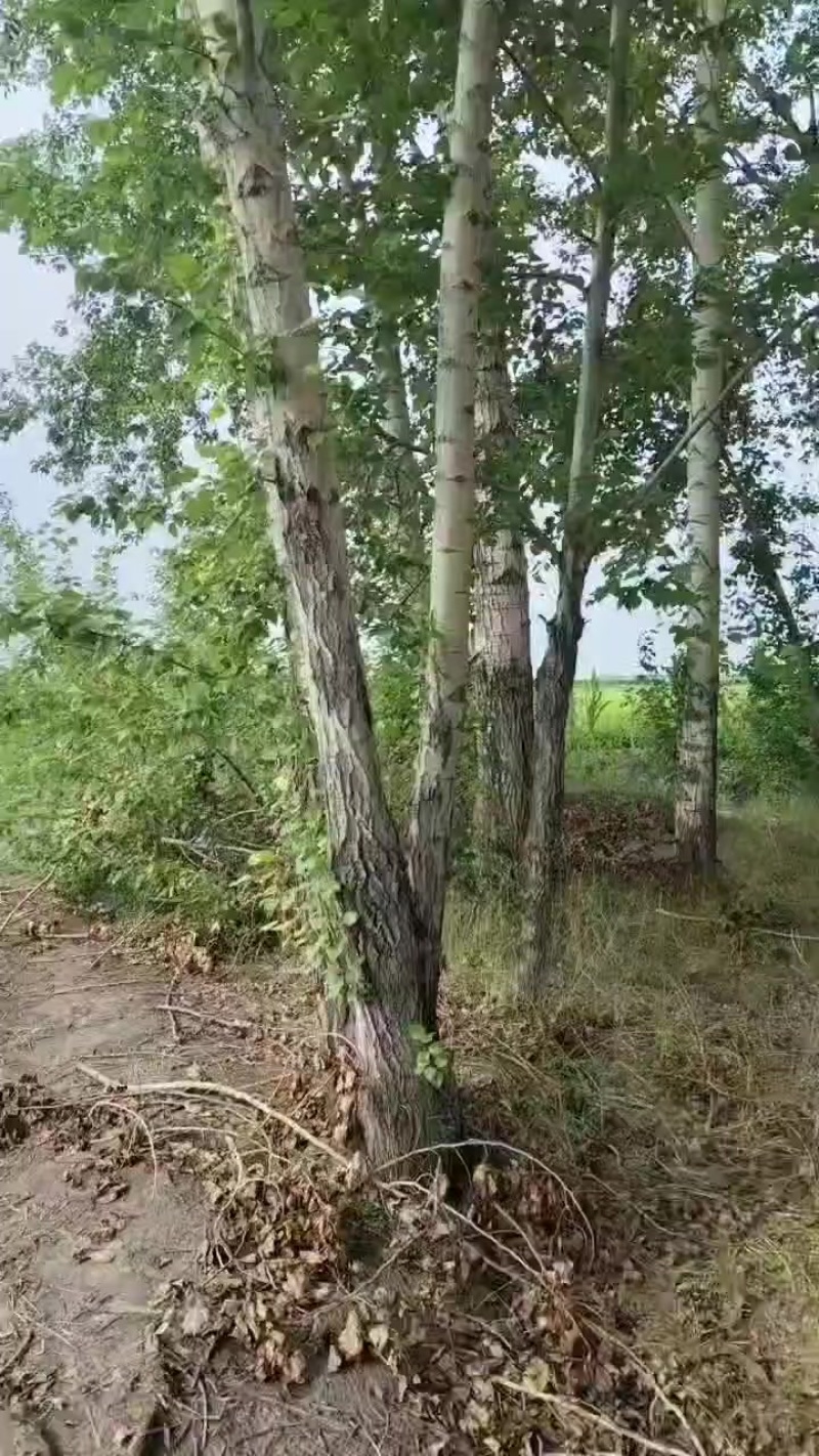 杨树
