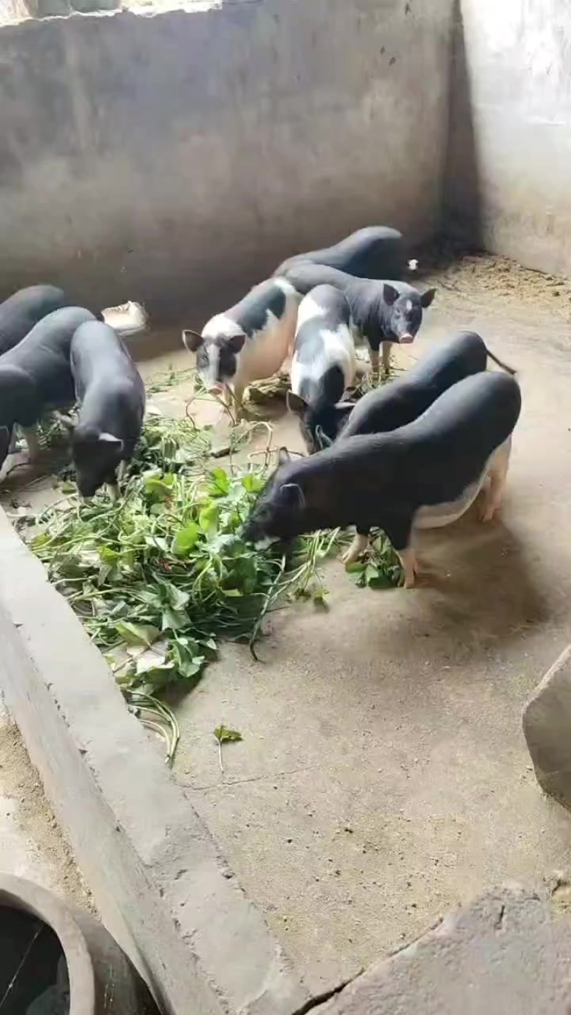 正宗土猪
