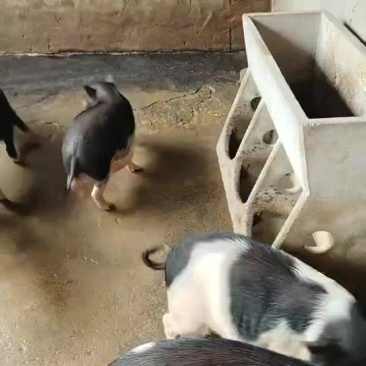 正宗土猪