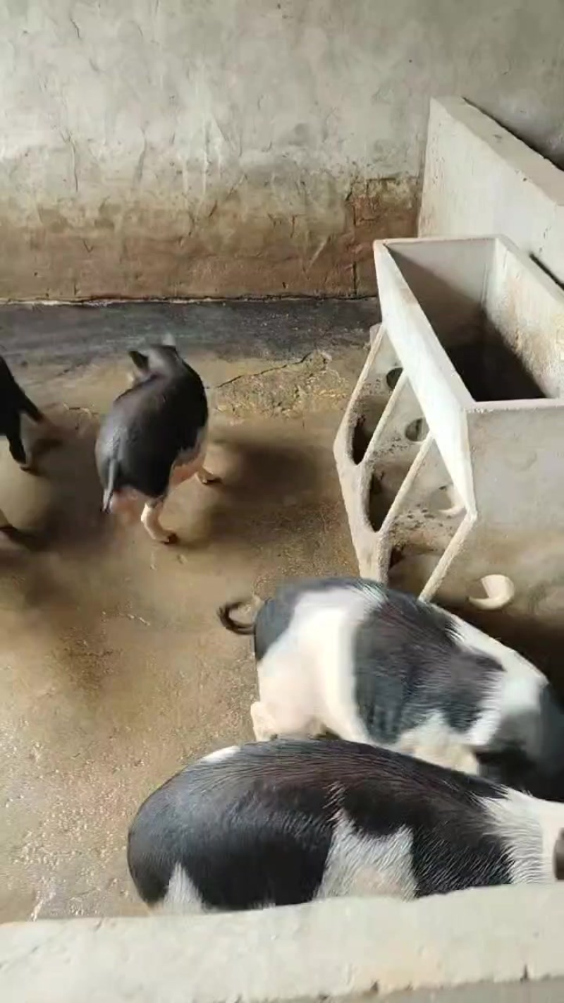 正宗土猪