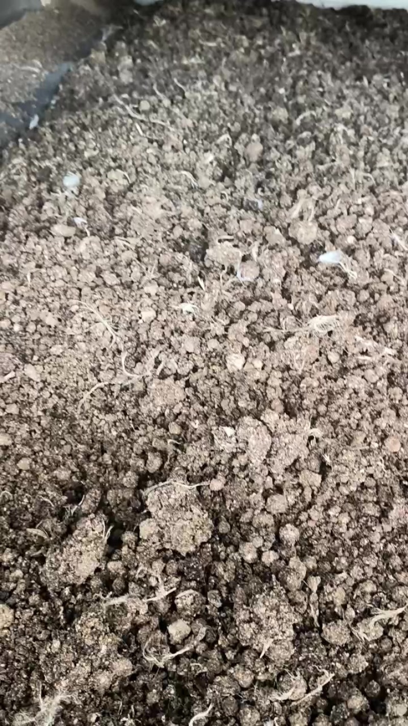 风干鸡粪