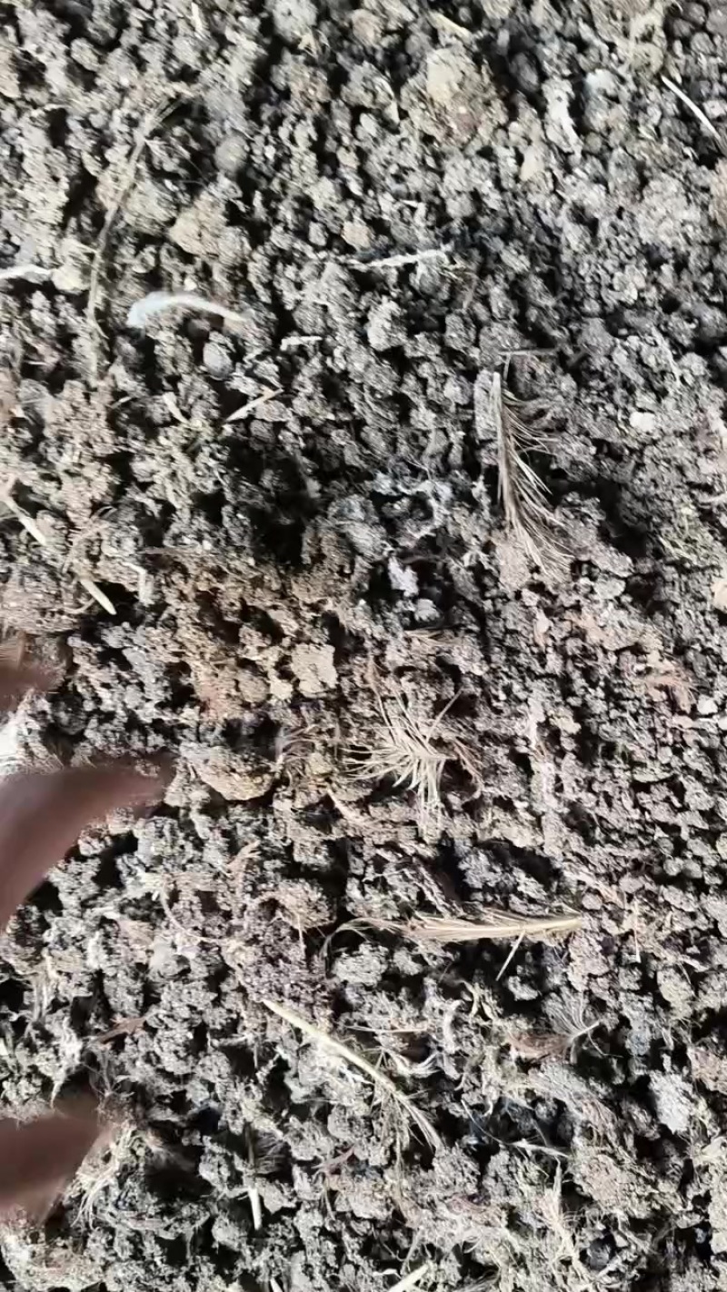 风干鸡粪
