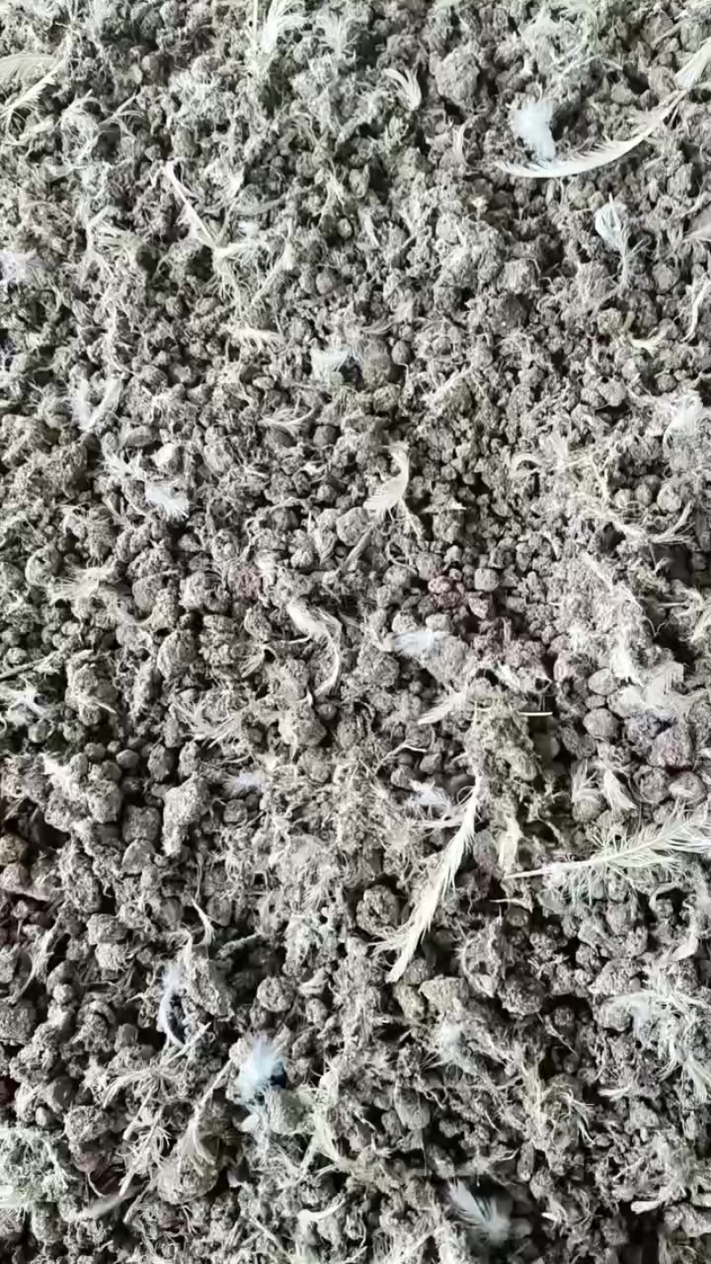 风干鸡粪