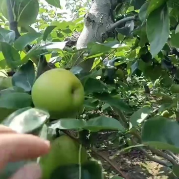 大丰早熟酥梨