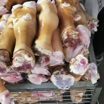 纯火烧大公牛蹄纯干国产无水发无任何科技狠活！
