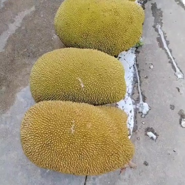 香包一号菠萝蜜，好吃又甜有一万多斤出售
