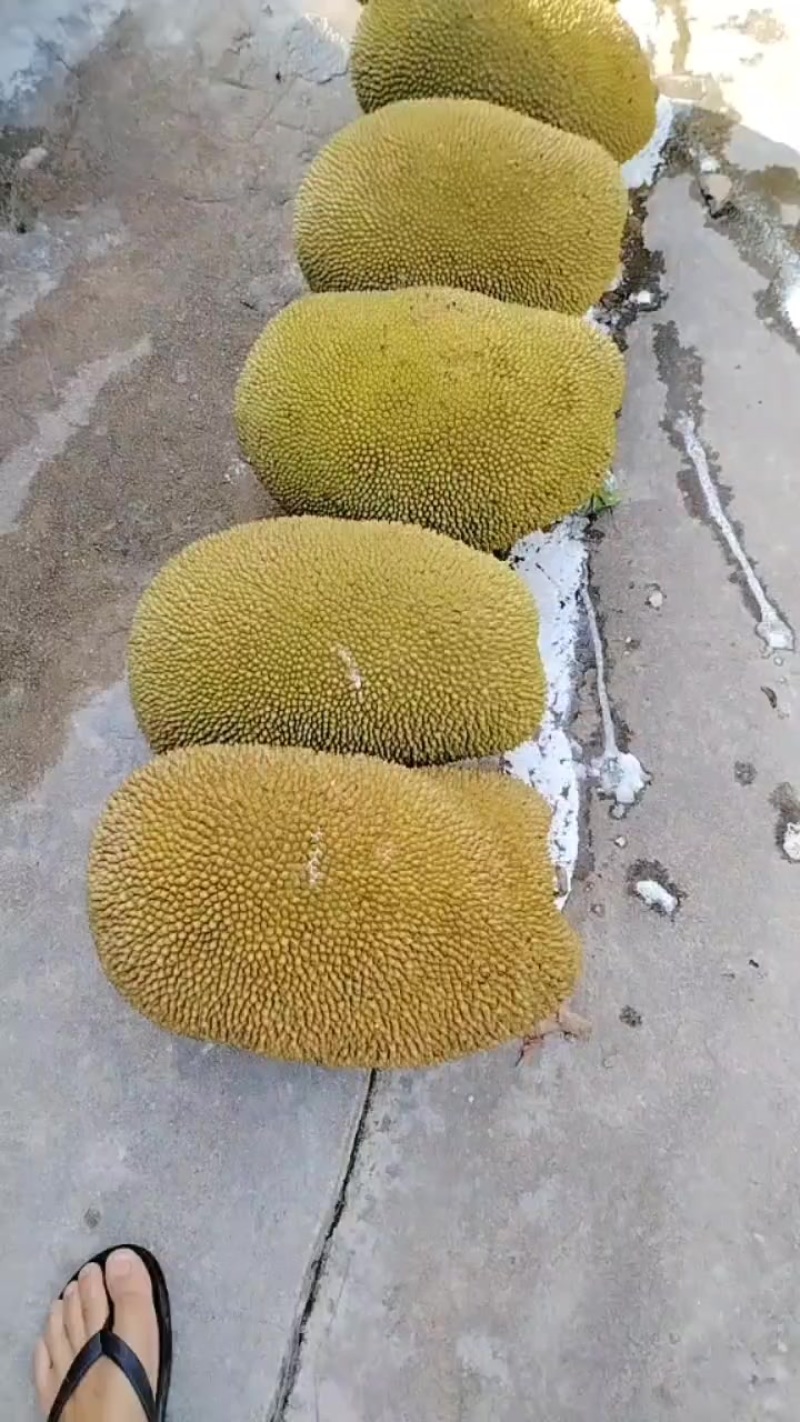 香包一号菠萝蜜，好吃又甜有一万多斤出售