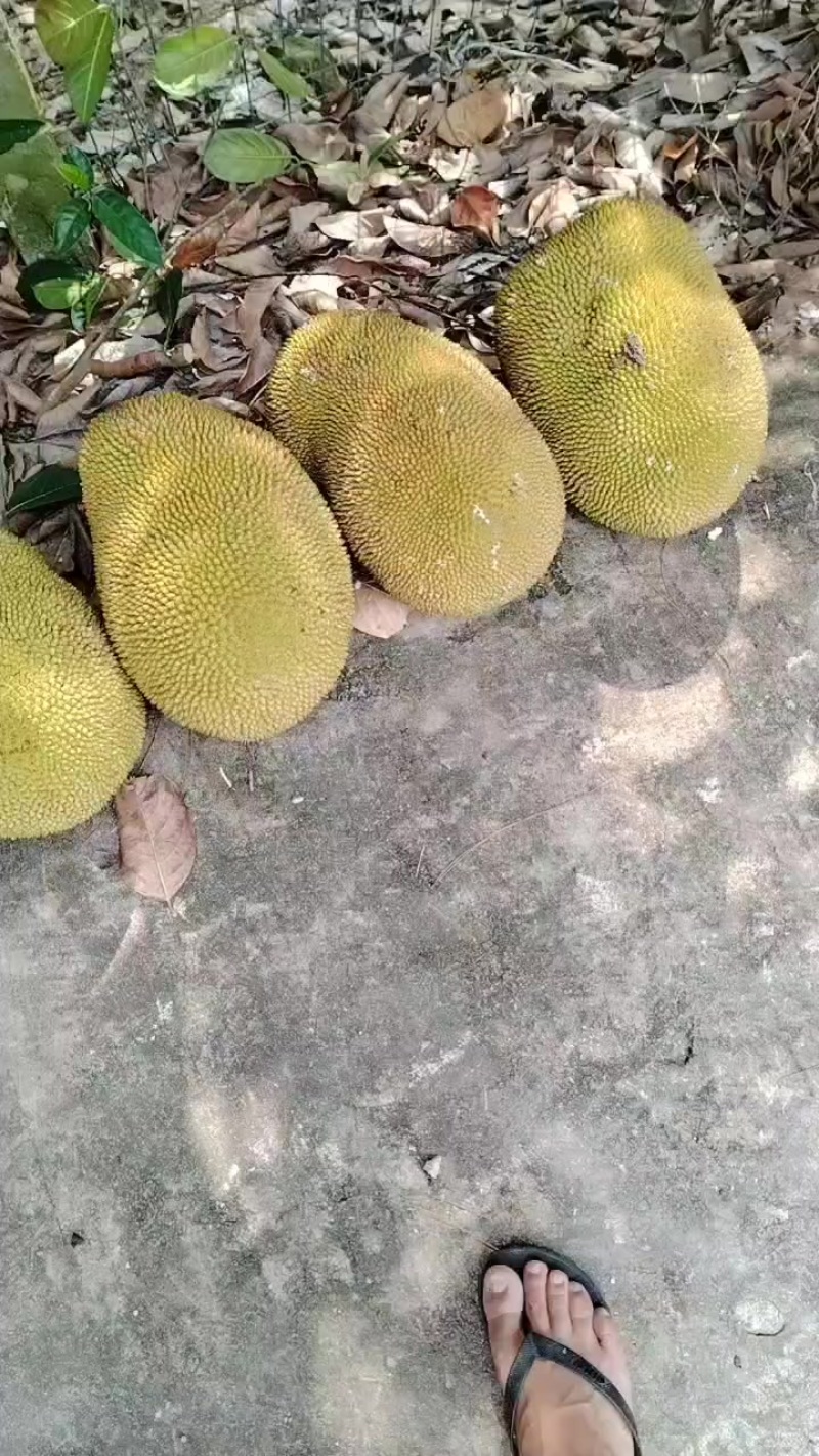 香包一号菠萝蜜，好吃又甜有一万多斤出售